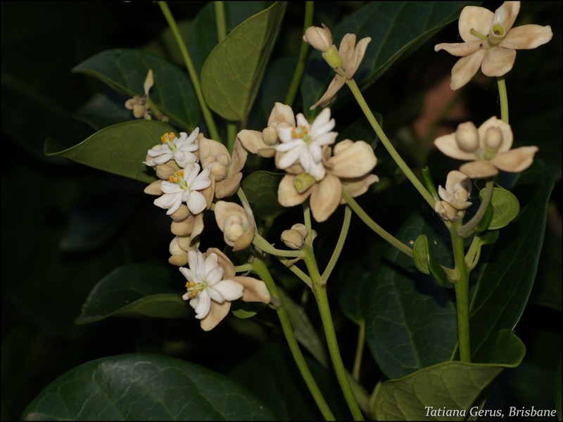 Hernandia moerenhoutiana subsp. campanulata
