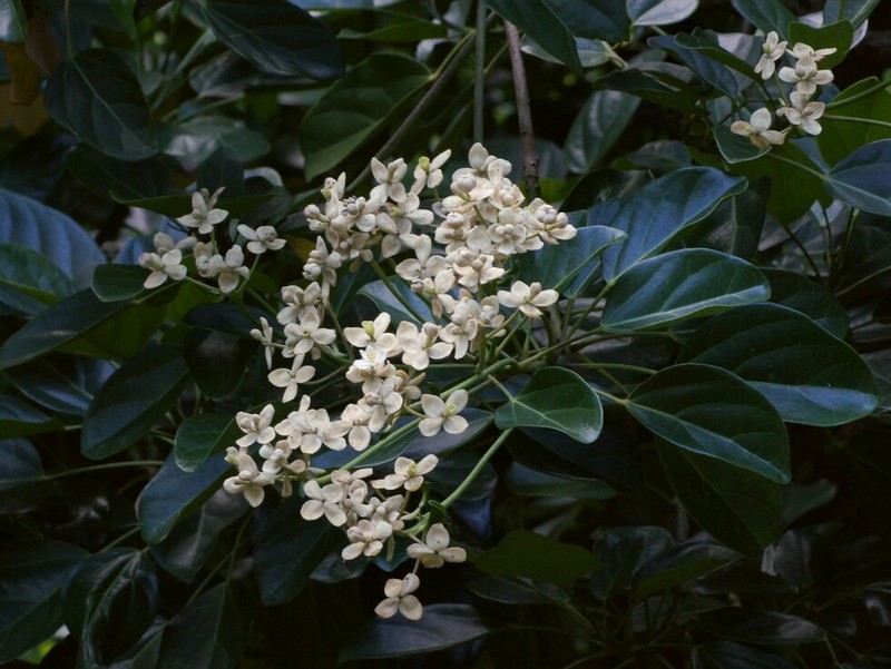 Hernandia moerenhoutiana subsp. campanulata photo 3