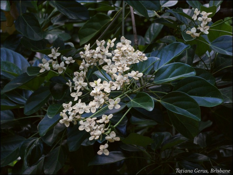 Hernandia moerenhoutiana subsp. campanulata photo 4
