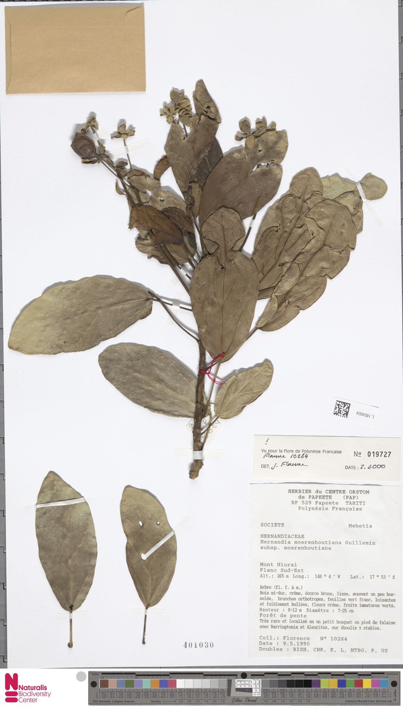 Hernandia moerenhoutiana subsp. moerenhoutiana