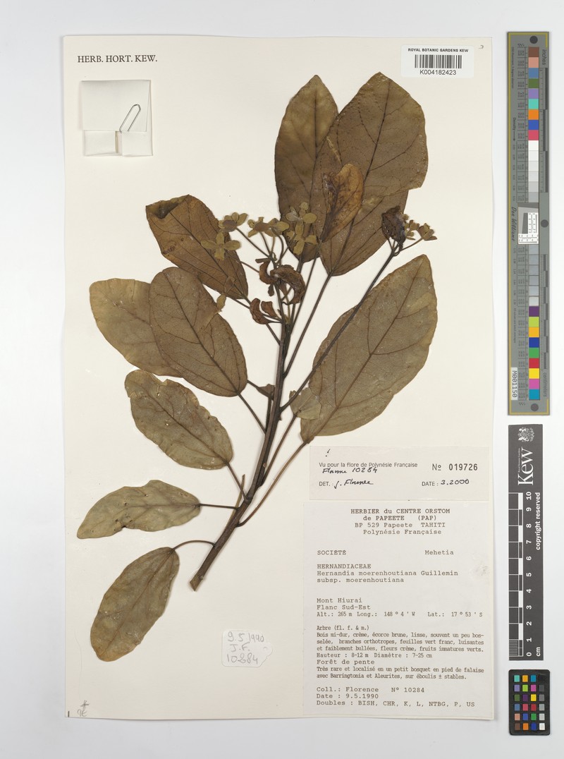 Hernandia moerenhoutiana subsp. moerenhoutiana photo 2