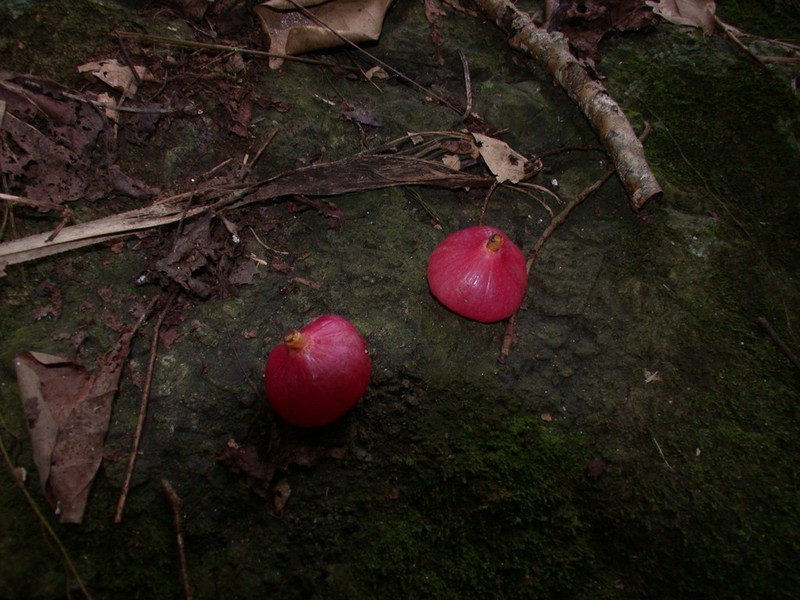 Hernandia nukuhivensis photo 2