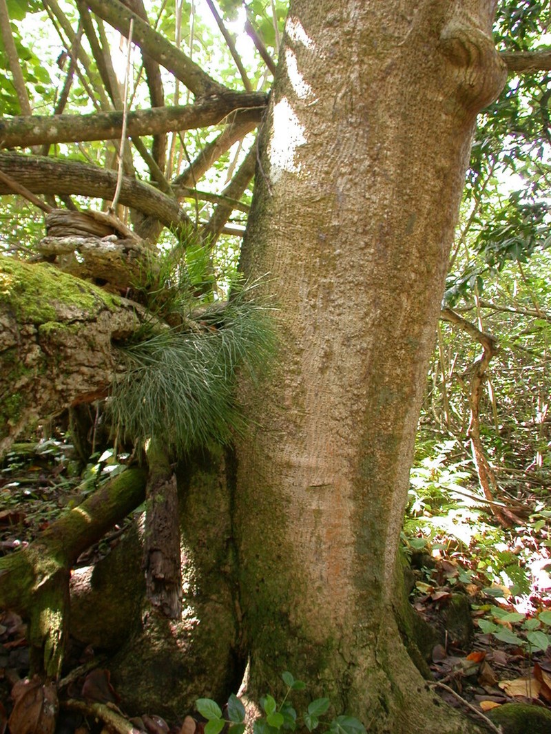 Hernandia nukuhivensis photo 3