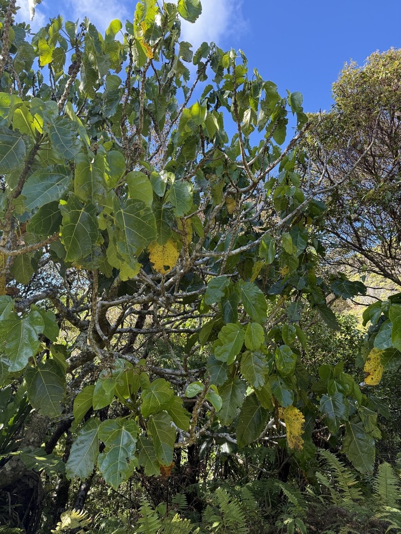 Hernandia nukuhivensis photo 4