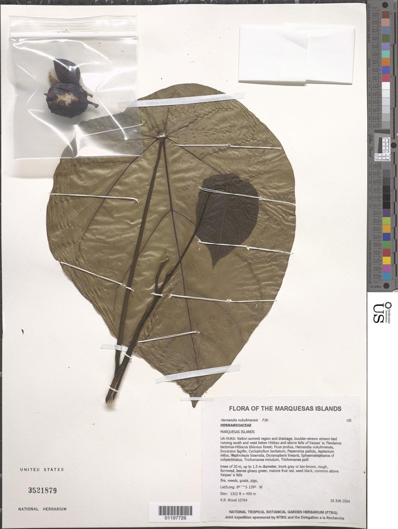 Hernandia nukuhivensis photo 5