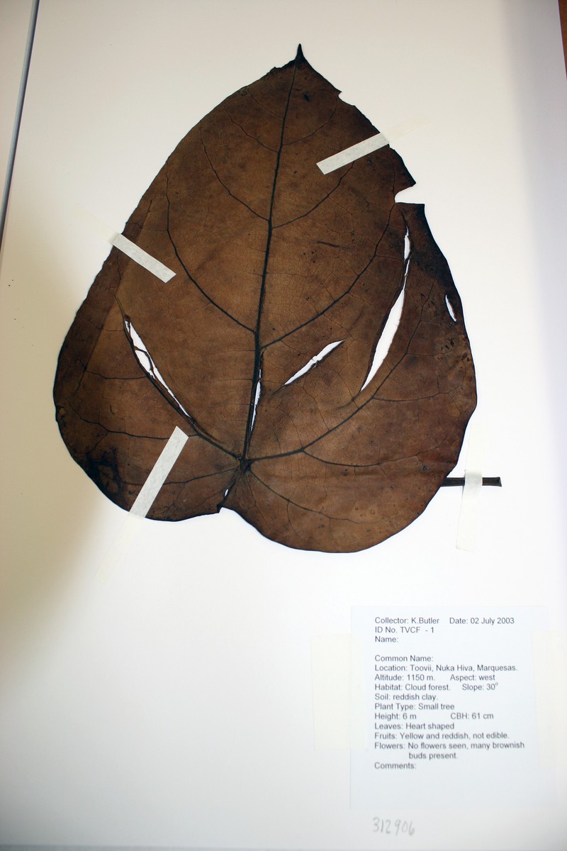 Hernandia nukuhivensis