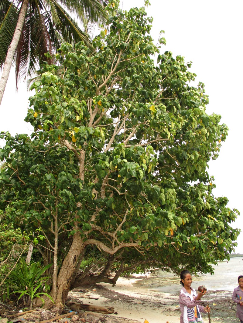Lantern Tree photo 4