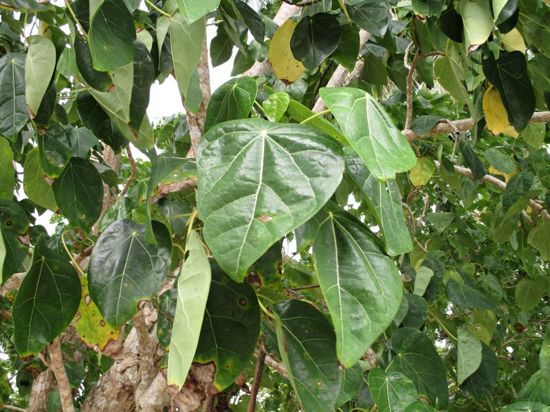 Lantern Tree photo 6