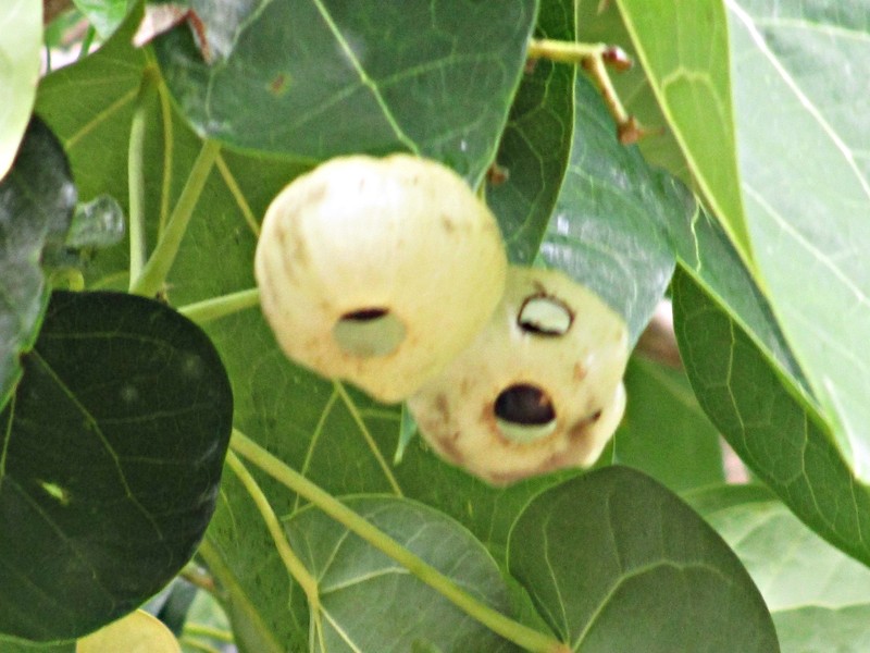 Lantern Tree photo 2
