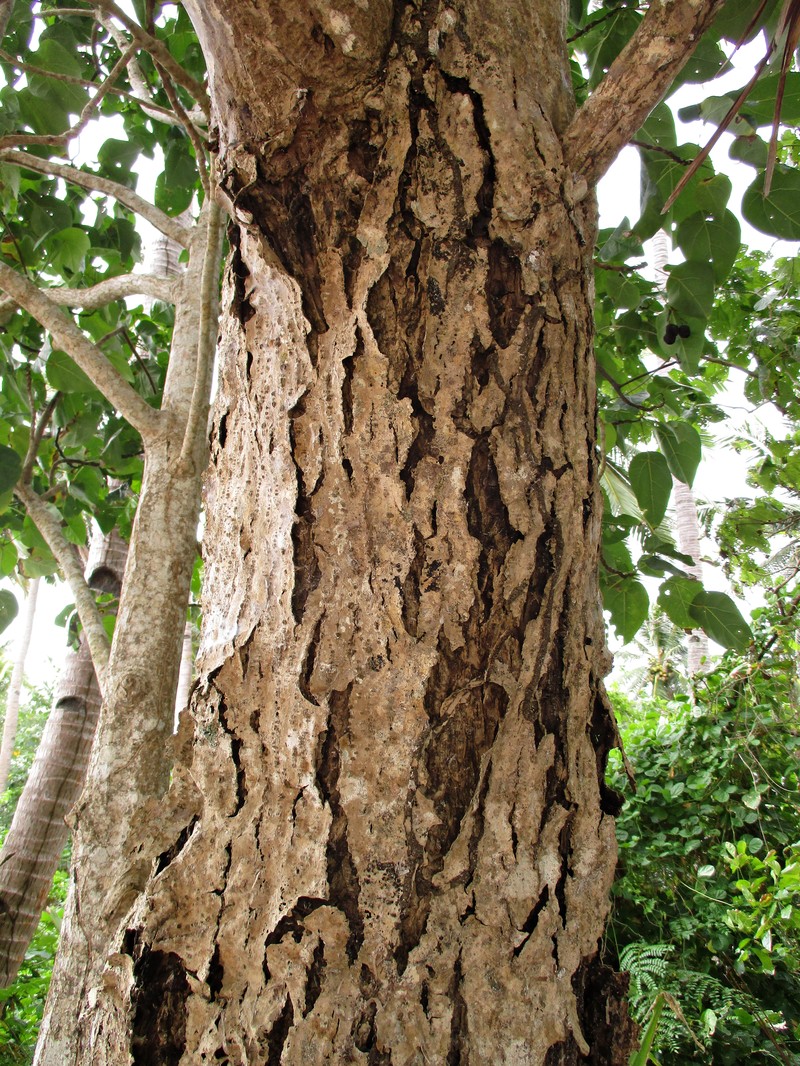 Lantern Tree photo 3