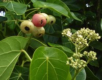 Lantern Tree