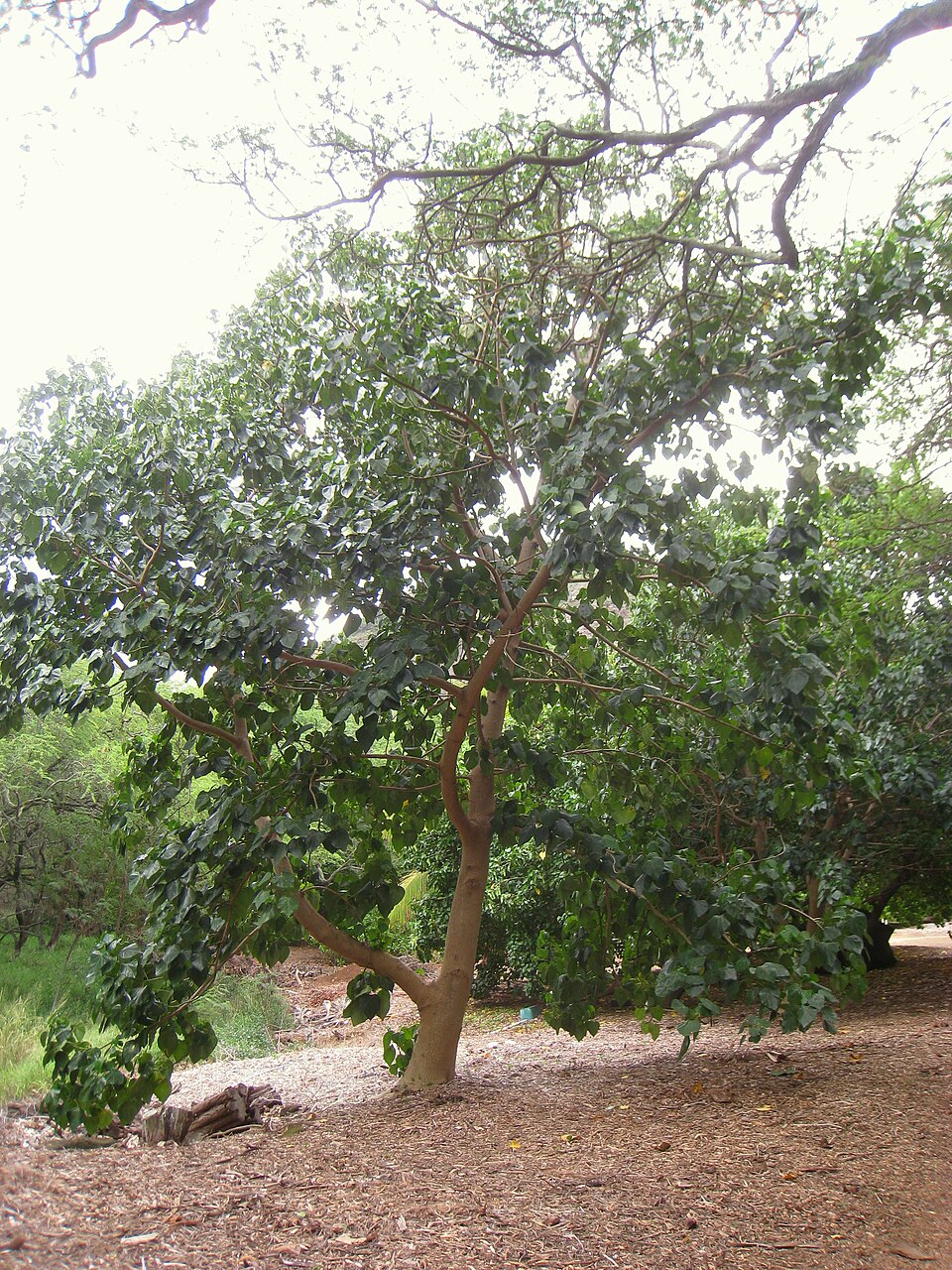 Lantern Tree photo 7