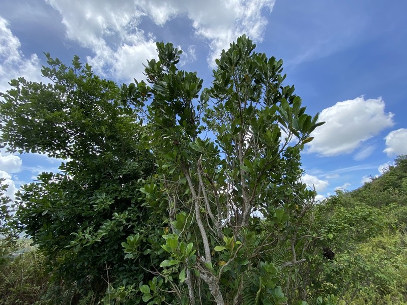 Hernandia obovata photo 2