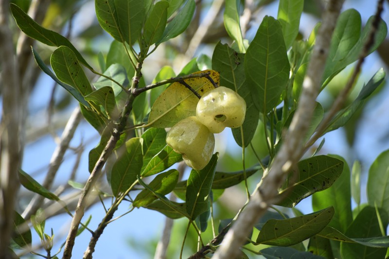 Hernandia obovata photo 3