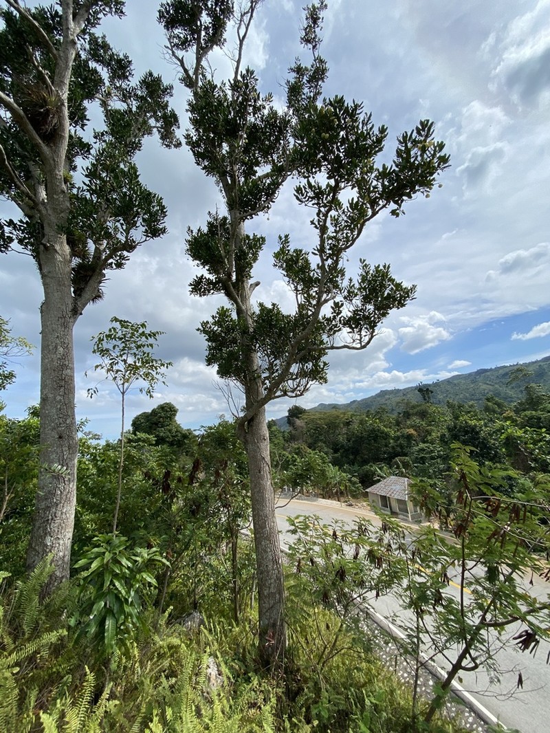Hernandia obovata photo 5