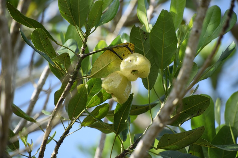 Hernandia obovata photo 6