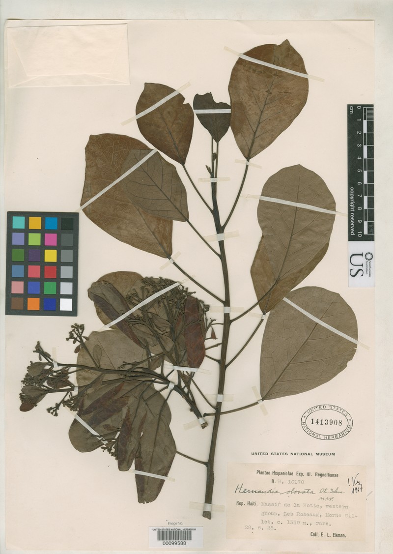 Hernandia obovata