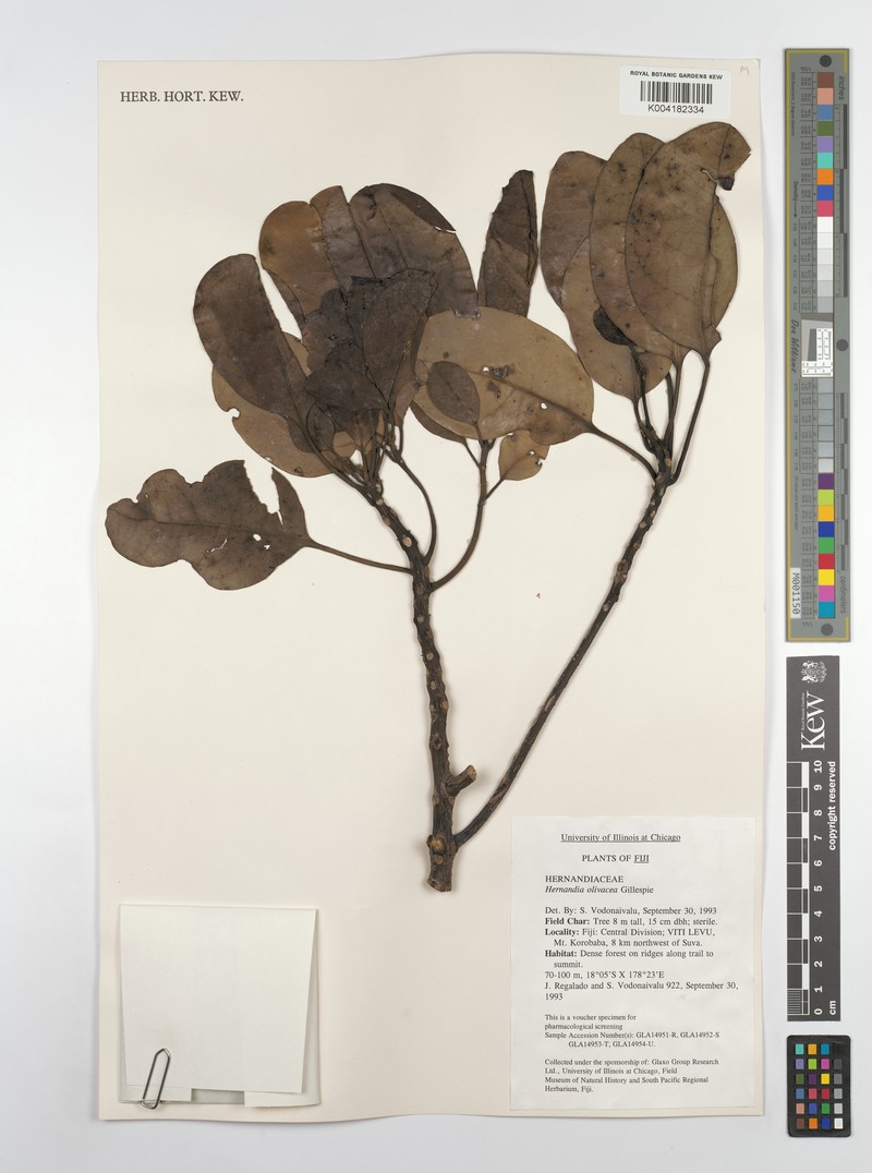 Hernandia olivacea photo 2