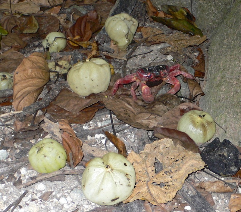 Hernandia ovigera