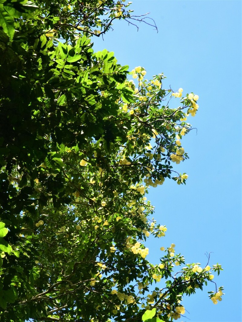 Hernandia ovigera photo 3
