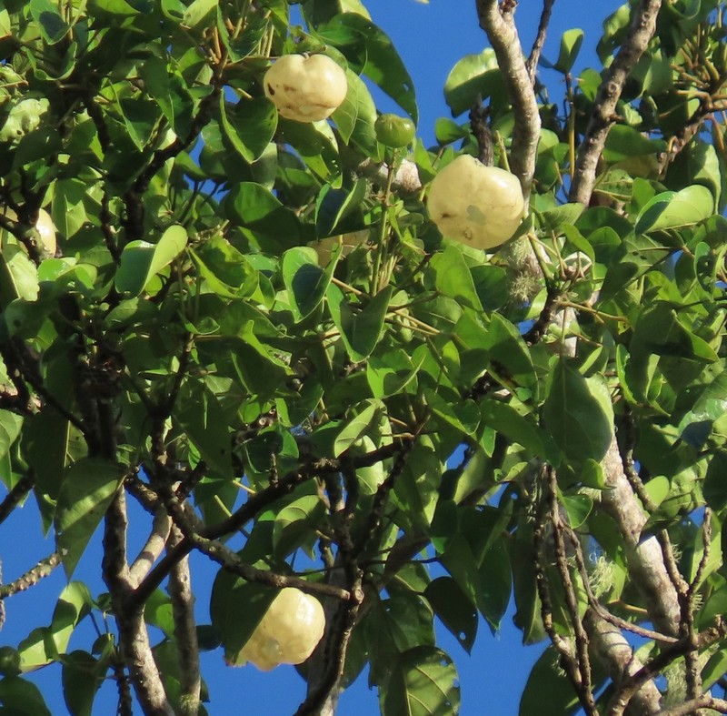 Hernandia ovigera photo 4