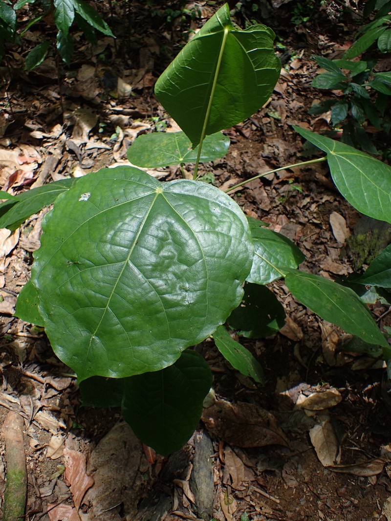 Hernandia ovigera photo 6