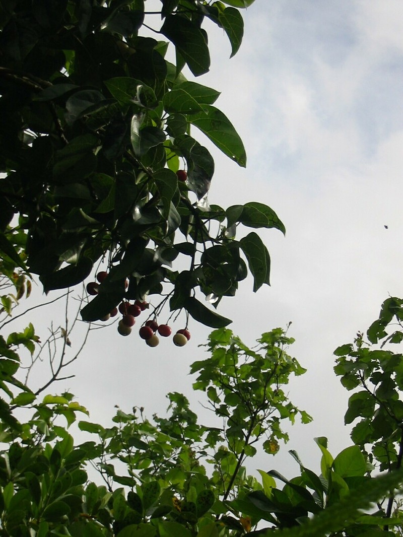 Hernandia ovigera photo 7