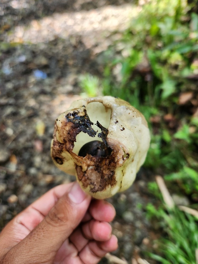 Hernandia ovigera photo 8