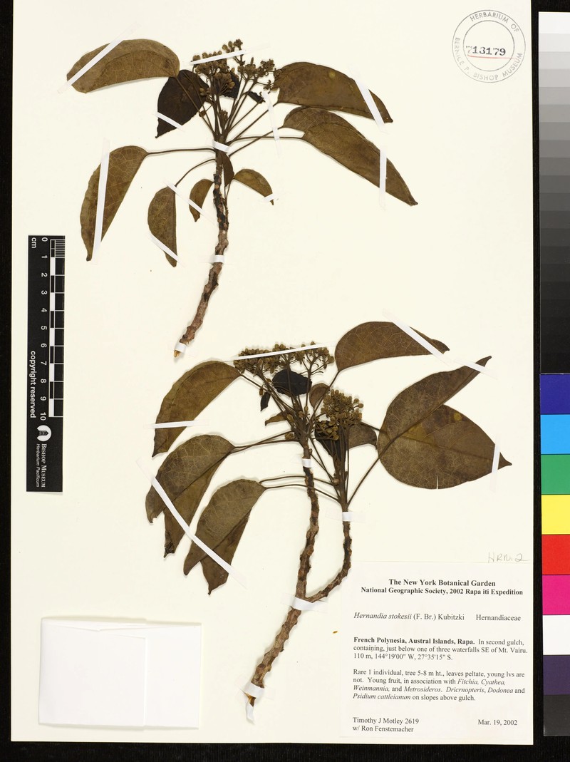Hernandia ovigera subsp. stokesii