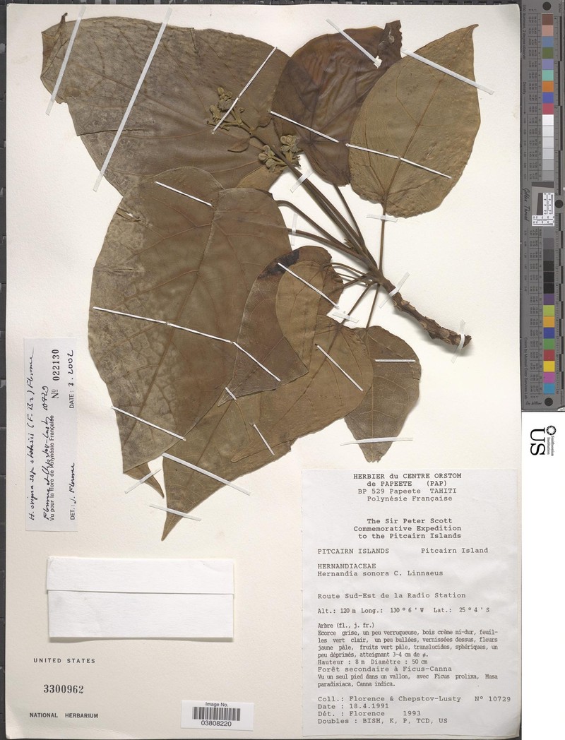 Hernandia ovigera subsp. stokesii photo 2