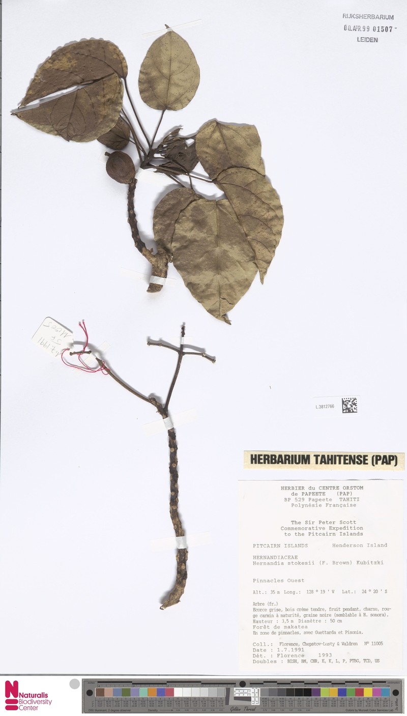 Hernandia ovigera subsp. stokesii photo 3