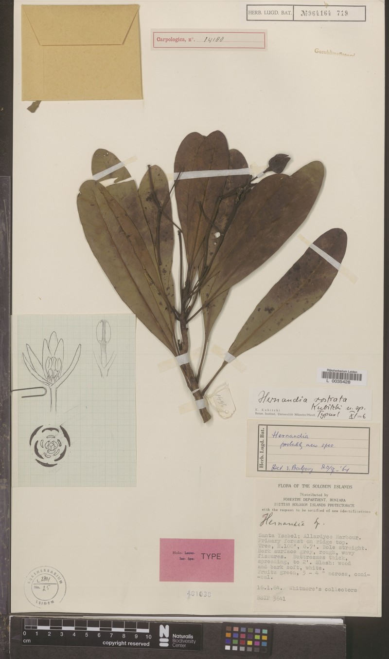 Hernandia rostrata