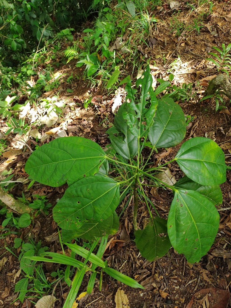 Hernandia stenura