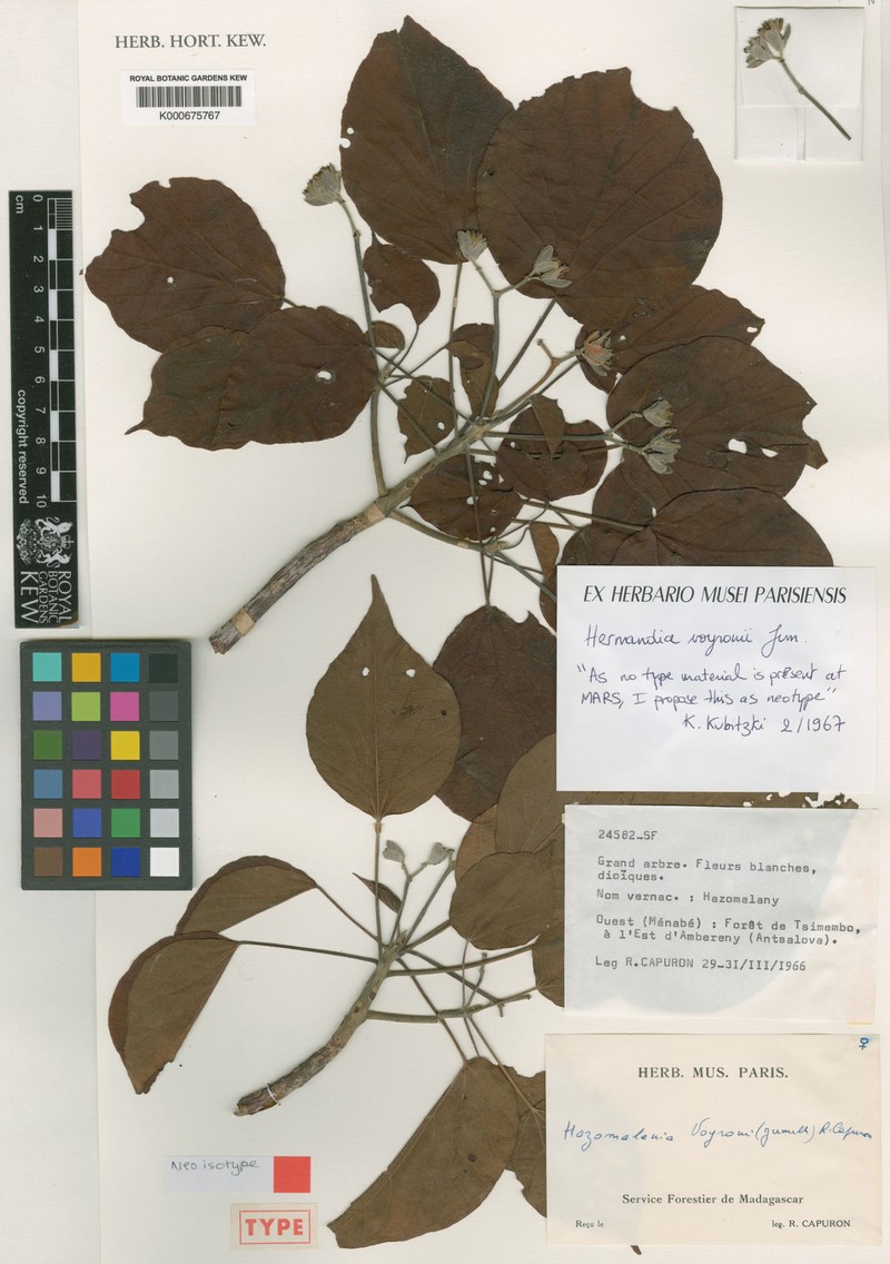 Hernandia voyronii