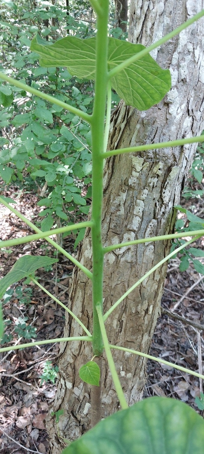 Hernandia voyronii photo 2
