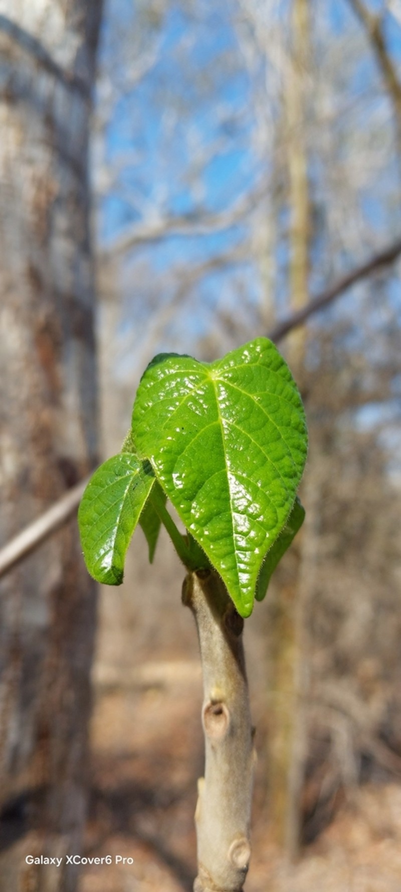 Hernandia voyronii photo 3