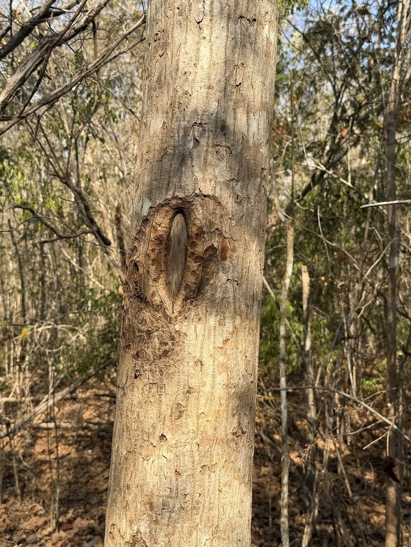 Hernandia voyronii photo 4