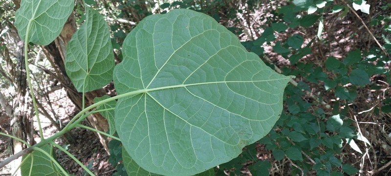 Hernandia voyronii photo 5