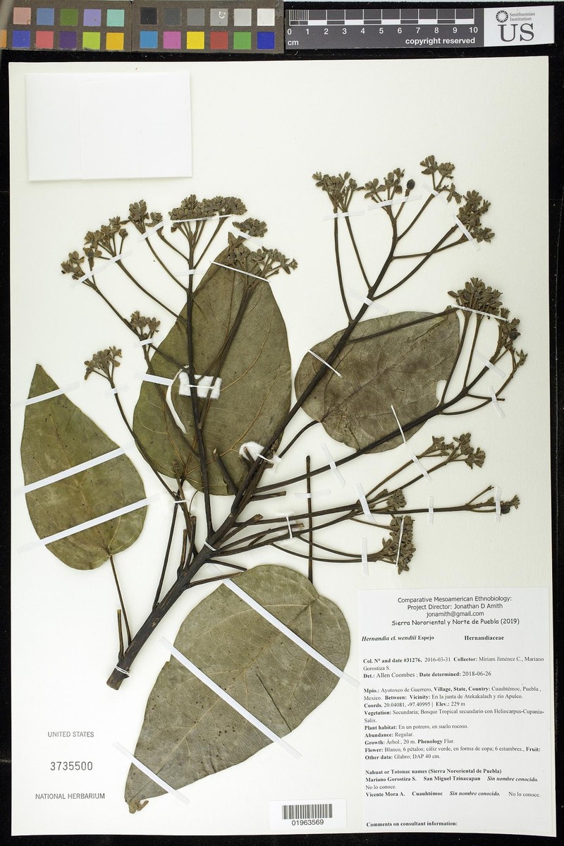 Hernandia wendtii