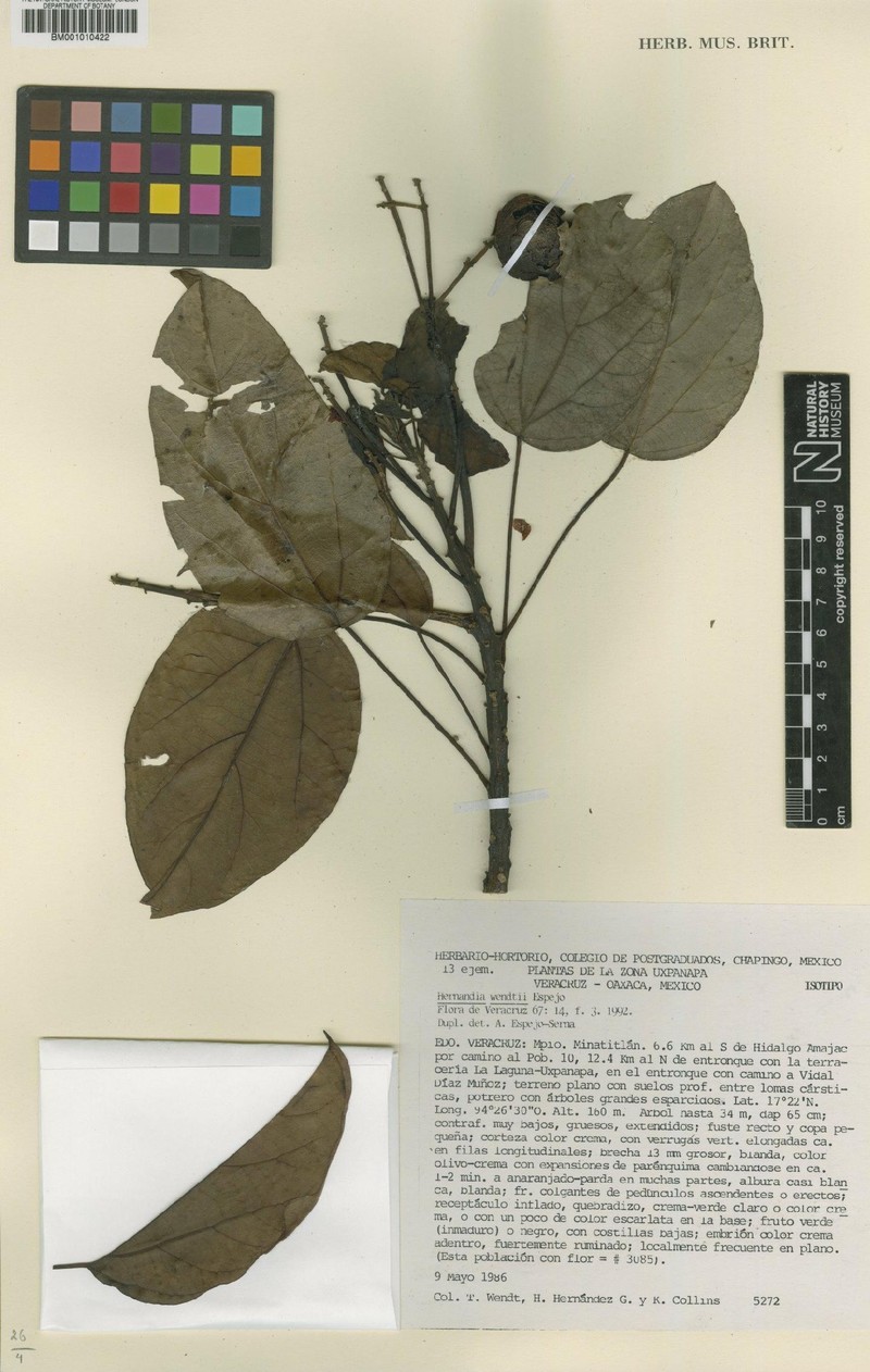 Hernandia wendtii photo 2