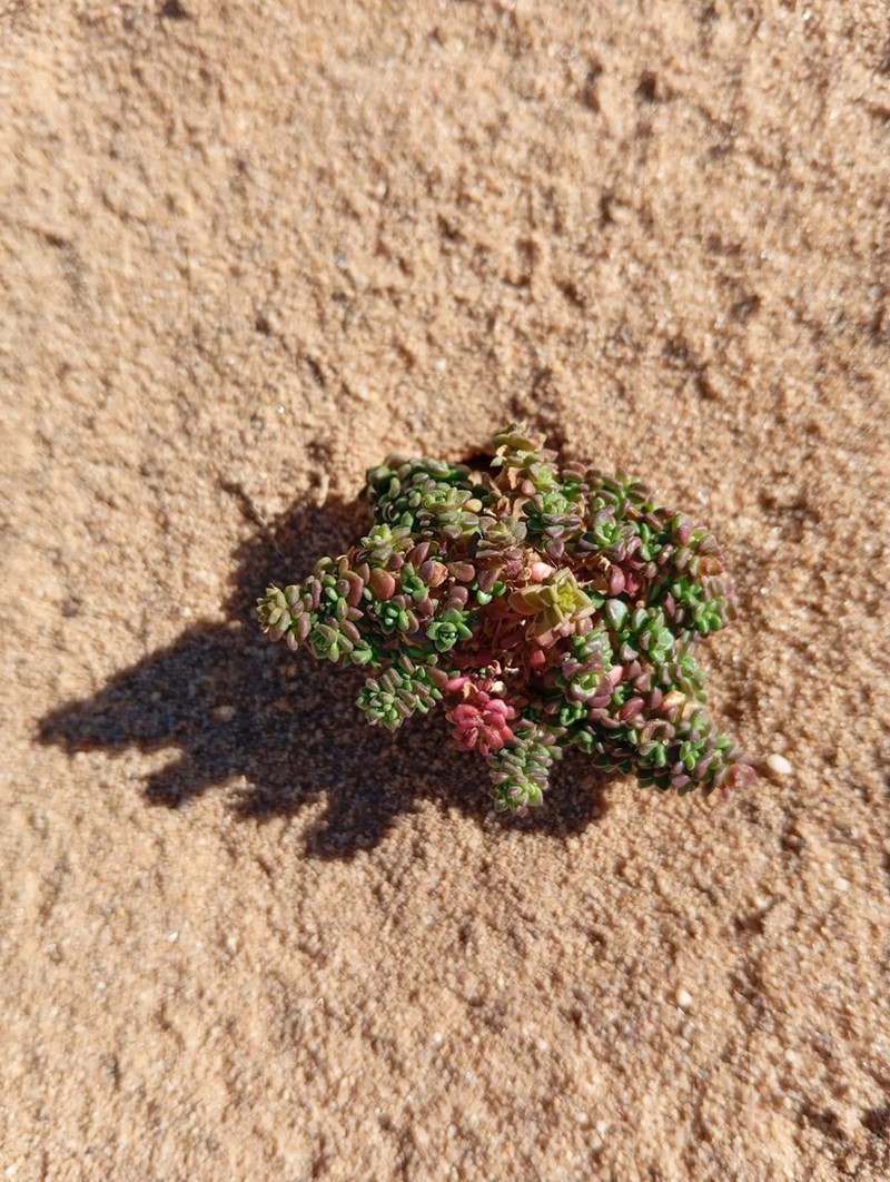 Herniaria algarvica