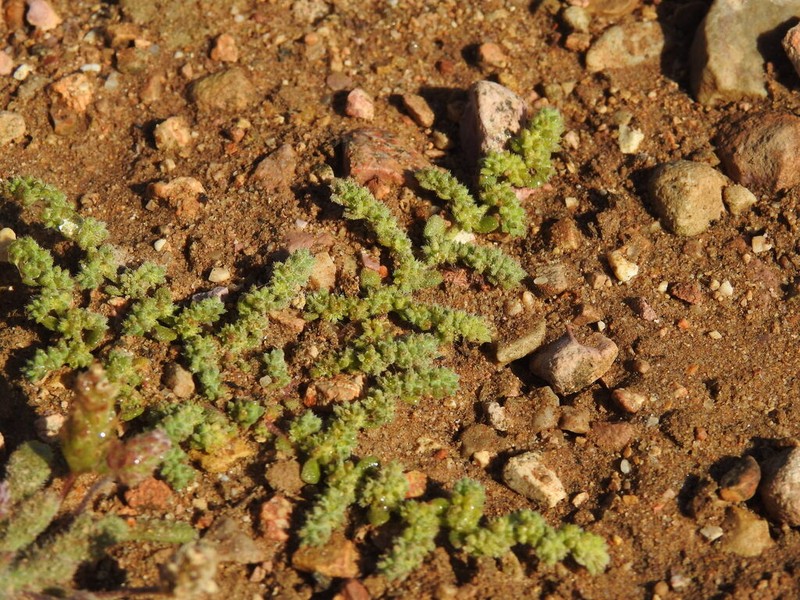 Herniaria algarvica photo 2