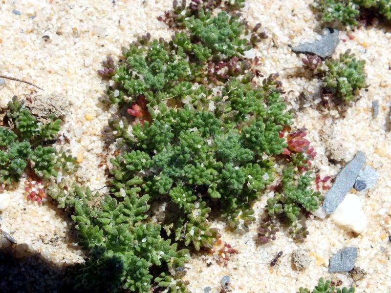 Herniaria algarvica photo 3