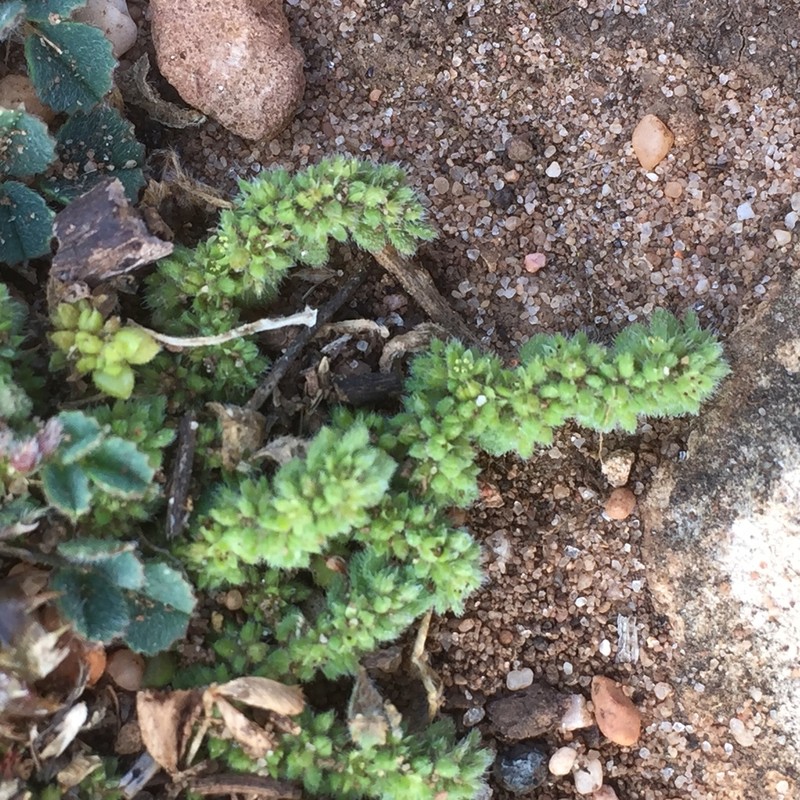 Herniaria algarvica photo 4