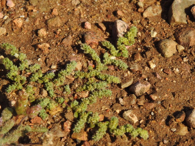 Herniaria algarvica photo 5