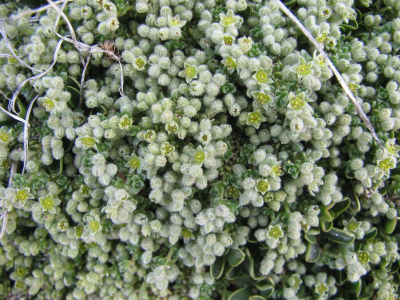 Herniaria alpina