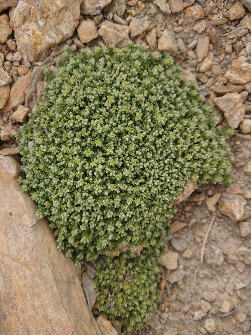 Herniaria alpina photo 2