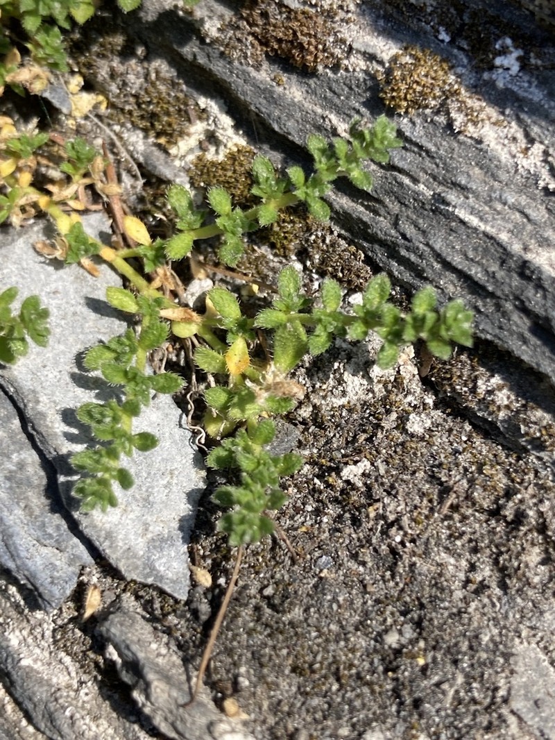 Herniaria alpina photo 3