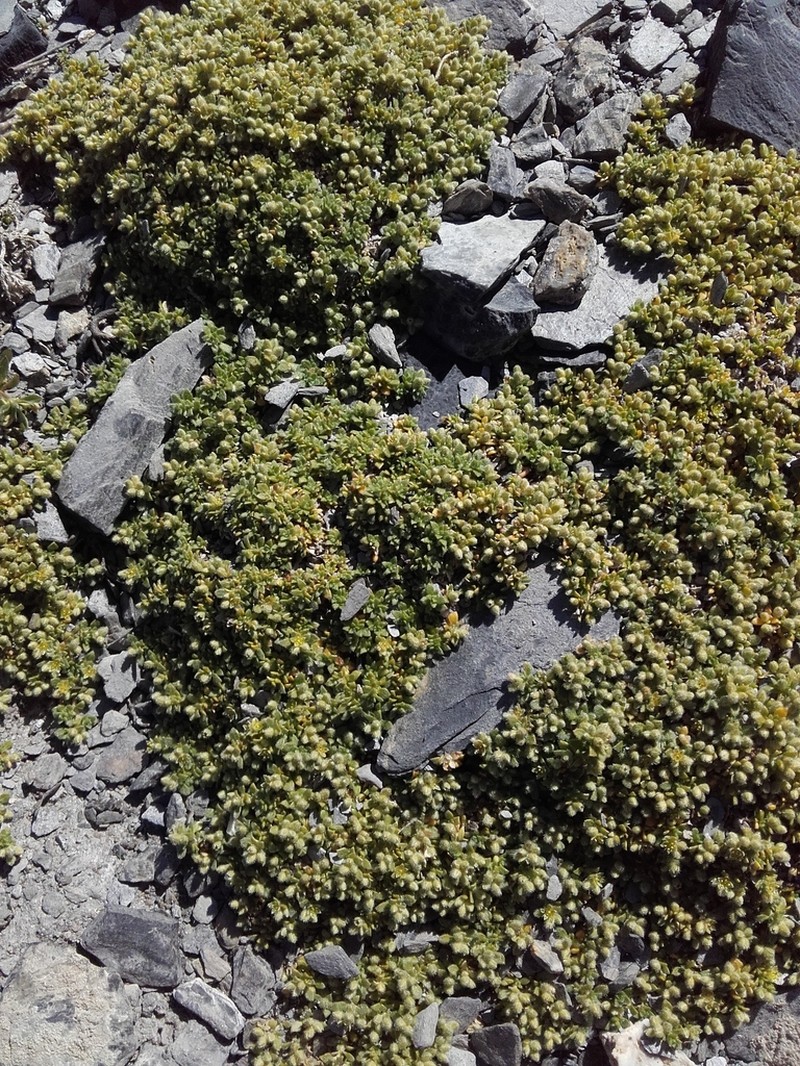 Herniaria alpina photo 5