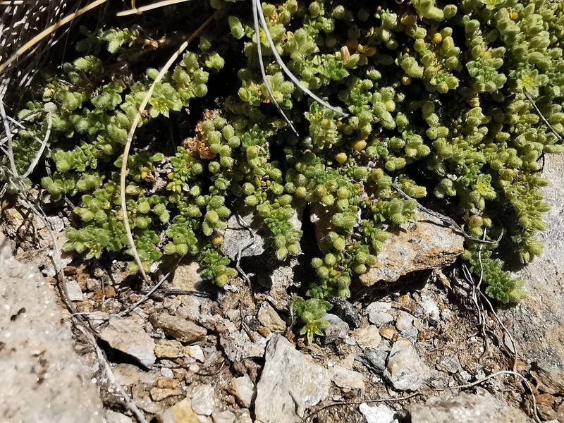 Herniaria alpina photo 6